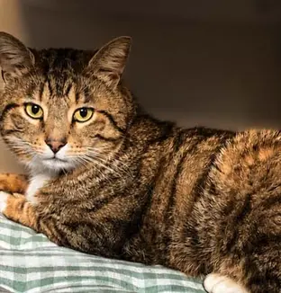 emeis lemeraude chat