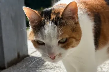 emeis-maison-de-retraite-la-cerisaie-chat.png